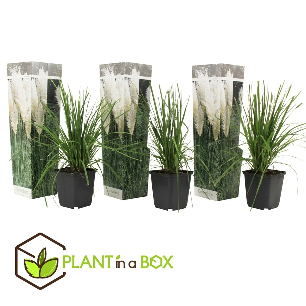 Cortaderia Selloana - Set De 3 - La Pampa - Blanc - Pot 9cm - Hauteur 25-40cm 2 Cortaderia Selloana - Set De 3 - La Pampa - Blanc - Pot 9cm - Hauteur 25-40cm – Image 2