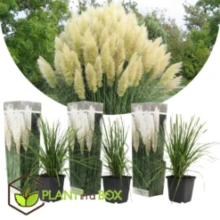Cortaderia Selloana - Set De 3 - La Pampa - Blanc - Pot 9cm - Hauteur 25-40cm 6 Cortaderia Selloana - Set De 3 - La Pampa - Blanc - Pot 9cm - Hauteur 25-40cm -Jardalis Soldes Magasin 6426d36bcbe739.61225323