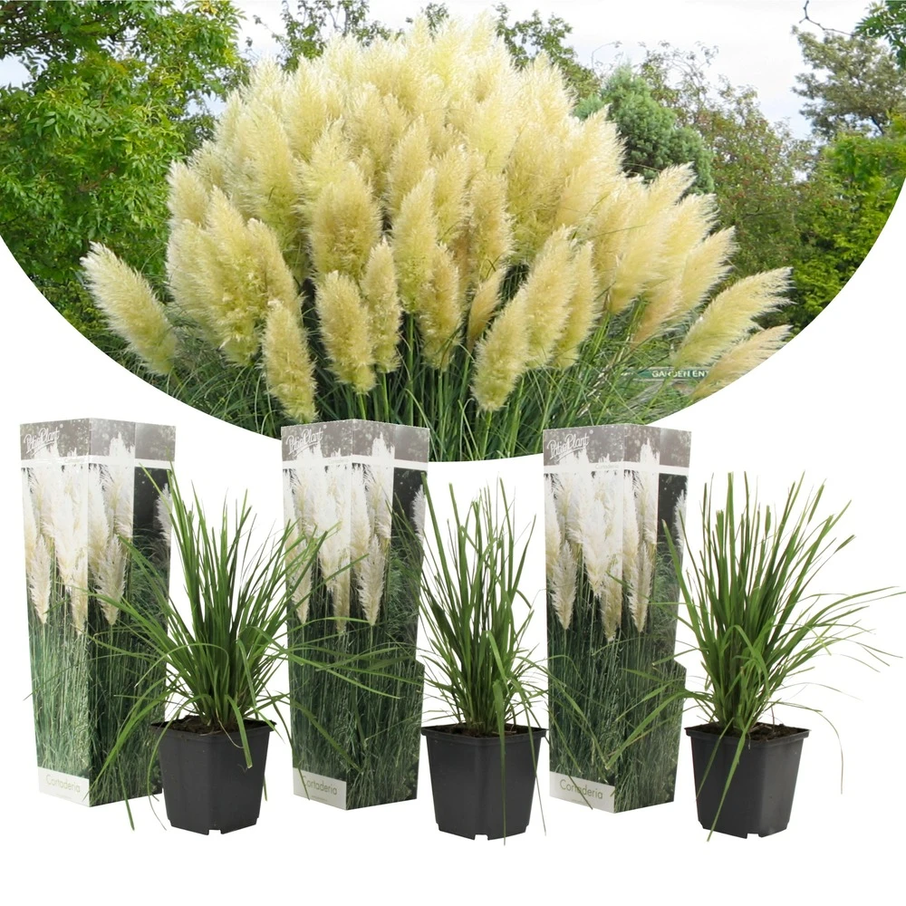 Cortaderia Selloana - Set De 3 - La Pampa - Blanc - Pot 9cm - Hauteur 25-40cm 1 Cortaderia Selloana - Set De 3 - La Pampa - Blanc - Pot 9cm - Hauteur 25-40cm