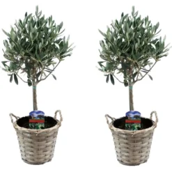 Olea Europaea - Set De 2 - D'olivier Dans Un Panier - Pot 14cm - Hauteur 45-55cm
