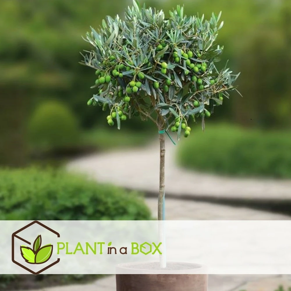 Olea Europaea - Olivier Sur Tige - Set De 2 - Pot 19cm - Hauteur 80-90cm 4 Olea Europaea - Olivier Sur Tige - Set De 2 - Pot 19cm - Hauteur 80-90cm – Image 4