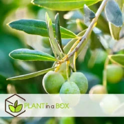 Olea Europaea - Olivier Rustique Sur Tige - Pot 21cm - Hauteur 90-100cm 7 Olea Europaea - Olivier Rustique Sur Tige - Pot 21cm - Hauteur 90-100cm -Jardalis Soldes Magasin 6426d382deb009.92100906