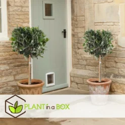 Olea Europaea - Olivier Rustique Sur Tige - Pot 21cm - Hauteur 90-100cm 6 Olea Europaea - Olivier Rustique Sur Tige - Pot 21cm - Hauteur 90-100cm -Jardalis Soldes Magasin 6426d382e2f8e4.26607915