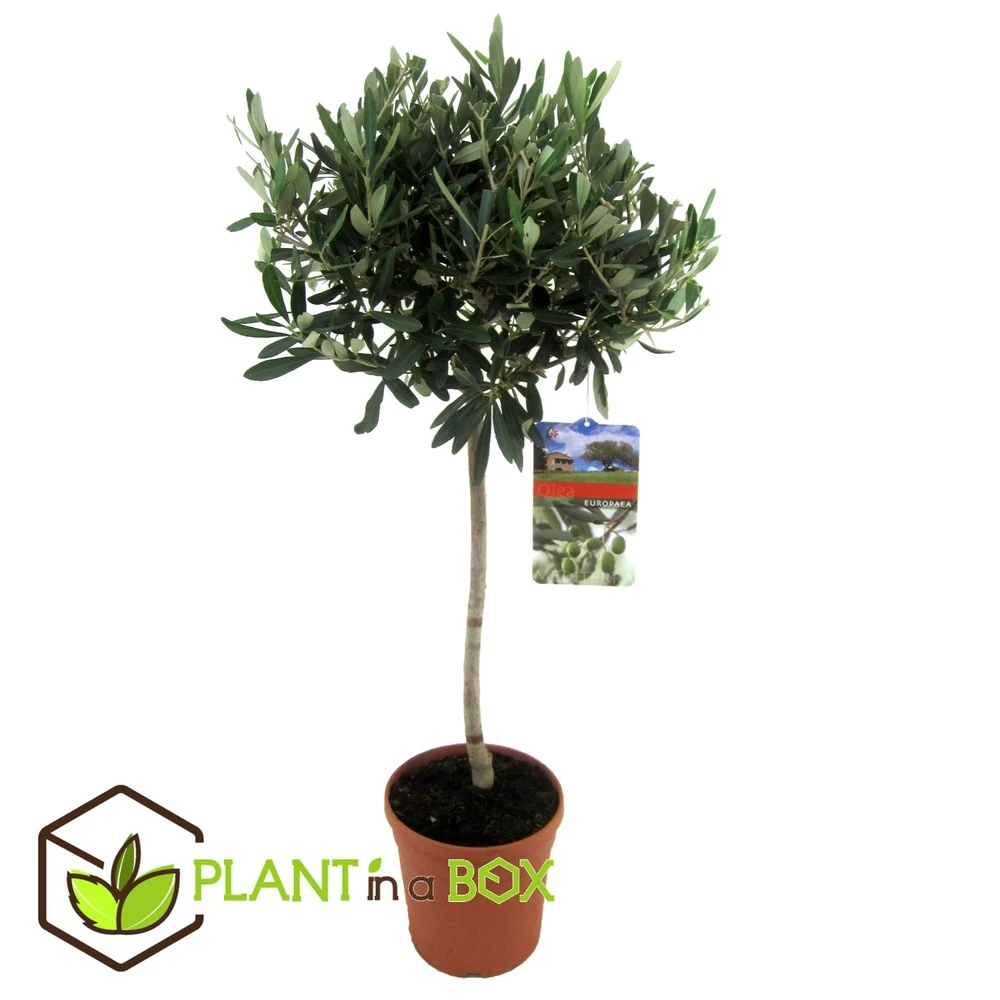 Olea Europaea - Olivier Rustique Sur Tige - Pot 21cm - Hauteur 90-100cm 2 Olea Europaea - Olivier Rustique Sur Tige - Pot 21cm - Hauteur 90-100cm – Image 2
