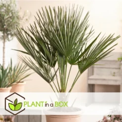 Chamaerops Humilis - Set De 2 - Palmier - Pot 15cm - Hauteur 50-60cm -Jardalis Soldes Magasin 6426d612834808.83751907