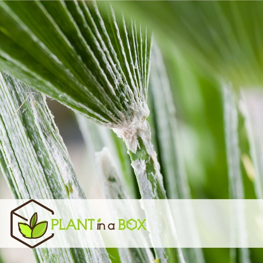 Chamaerops Humilis - Palmier Nain Européen - Pot 15cm - Hauteur 50-60cm 4 Chamaerops Humilis - Palmier Nain Européen - Pot 15cm - Hauteur 50-60cm – Image 4