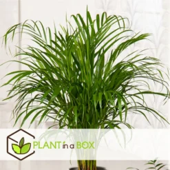 Dypsis Lutescens - Areca Gold Palm - Pot 17cm - Hauteur 60-70cm 6 Dypsis Lutescens - Areca Gold Palm - Pot 17cm - Hauteur 60-70cm -Jardalis Soldes Magasin 6426d615bae732.49769553