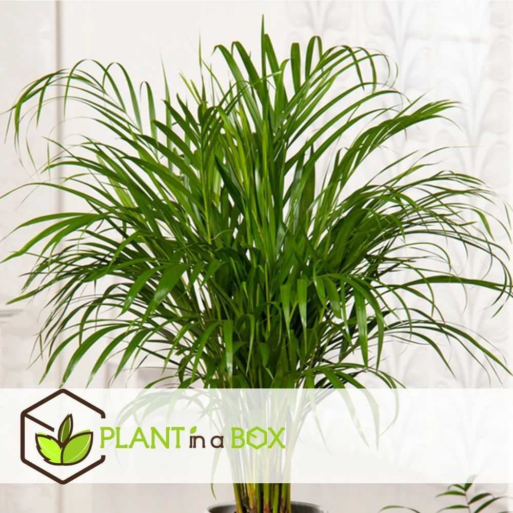 Dypsis Lutescens - Areca Gold Palm - Pot 17cm - Hauteur 60-70cm 3 Dypsis Lutescens - Areca Gold Palm - Pot 17cm - Hauteur 60-70cm – Image 3