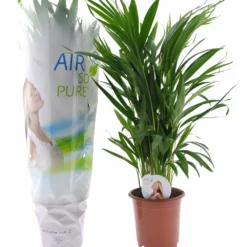 Dypsis Lutescens - Areca Gold Palm - Pot 17cm - Hauteur 60-70cm