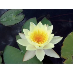 Nymphaea 'moorei'