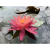 Nymphaea 'wanvisa'