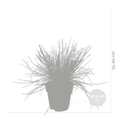 3x Festuca Glauca 'eisvogel' - Fétuque Bleue - Rustique - ⌀10.5 Cm - ↕15-20 Cm 6 3x Festuca Glauca 'eisvogel' - Fétuque Bleue - Rustique - ⌀10.5 Cm - ↕15-20 Cm -Jardalis Soldes Magasin 64305ddf5d40b7.11239263