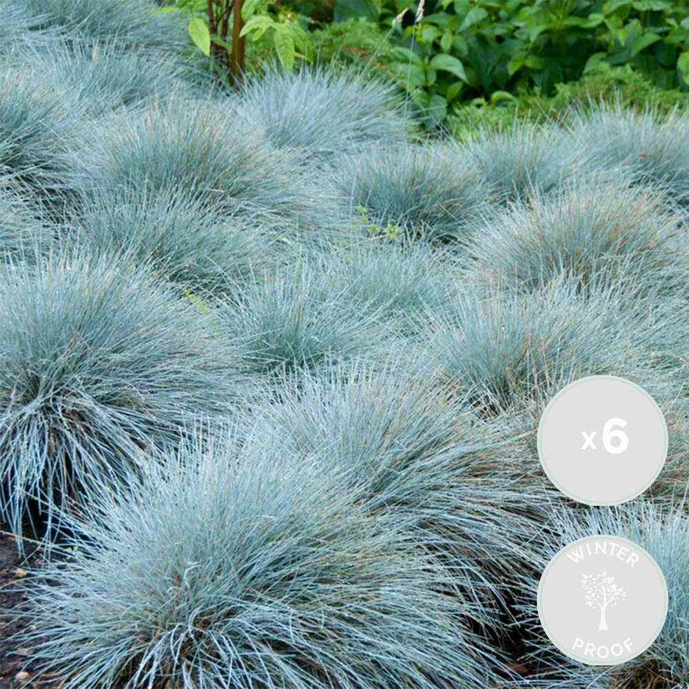 3x Festuca Glauca 'eisvogel' - Fétuque Bleue - Rustique - ⌀10.5 Cm - ↕15-20 Cm 2 3x Festuca Glauca 'eisvogel' - Fétuque Bleue - Rustique - ⌀10.5 Cm - ↕15-20 Cm – Image 2