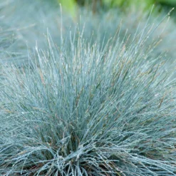 3x Festuca Glauca 'eisvogel' - Fétuque Bleue - Rustique - ⌀10.5 Cm - ↕15-20 Cm 7 3x Festuca Glauca 'eisvogel' - Fétuque Bleue - Rustique - ⌀10.5 Cm - ↕15-20 Cm -Jardalis Soldes Magasin 64305ddf741ec3.51952247