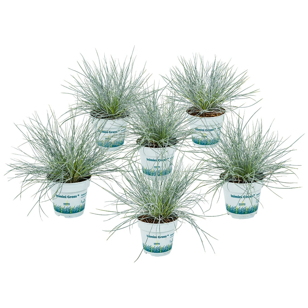 3x Festuca Glauca 'eisvogel' - Fétuque Bleue - Rustique - ⌀10.5 Cm - ↕15-20 Cm 1 3x Festuca Glauca 'eisvogel' - Fétuque Bleue - Rustique - ⌀10.5 Cm - ↕15-20 Cm