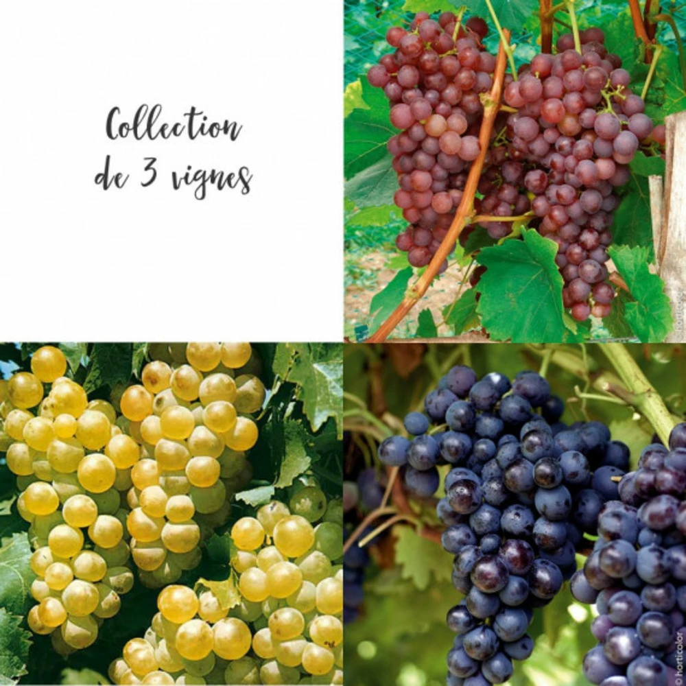 Collection De 3 Vignes 1 Collection De 3 Vignes