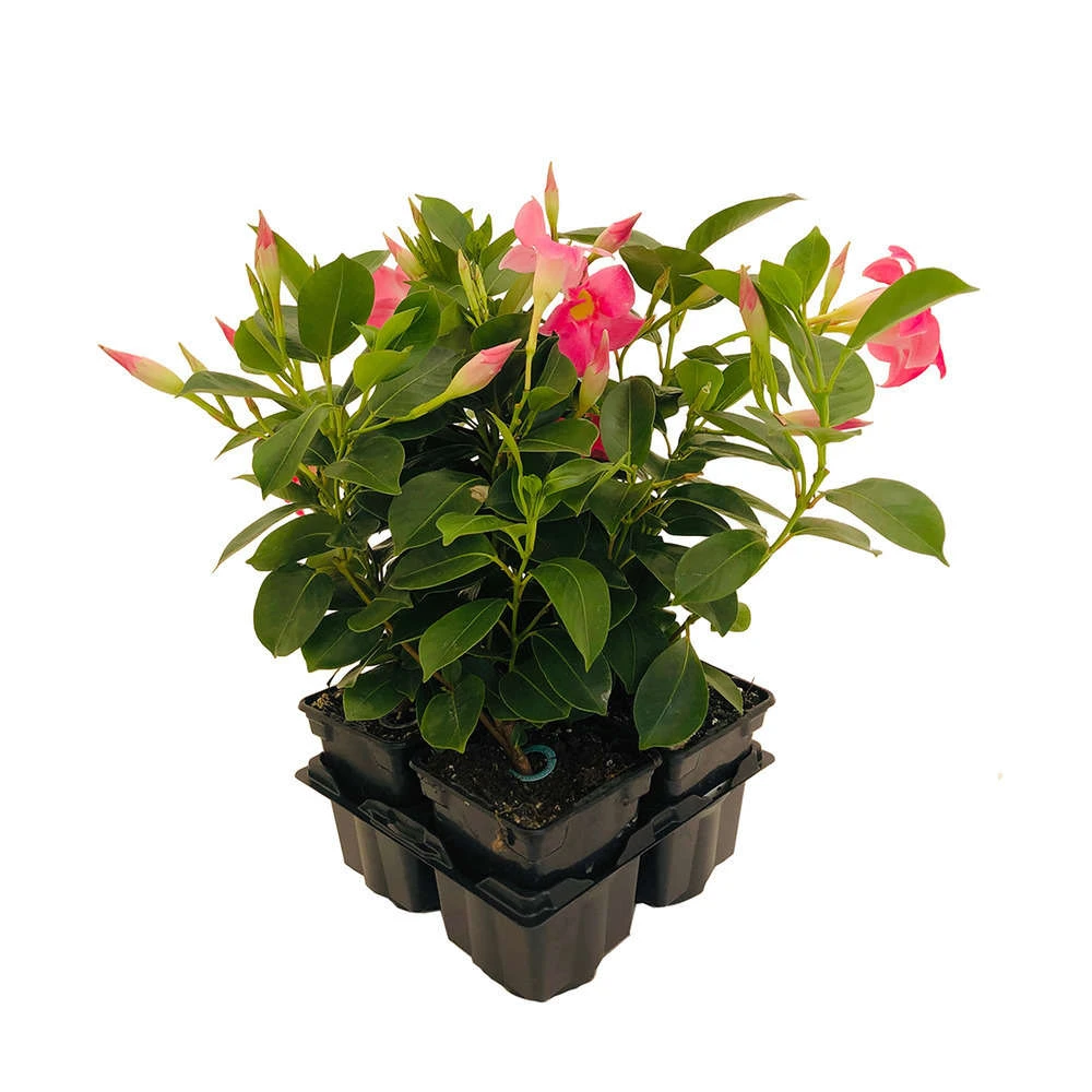 Mandevilla Diamantina 'Jade Pink' : Barquette 4 Plants 1 Mandevilla Diamantina 'Jade Pink' : Barquette 4 Plants