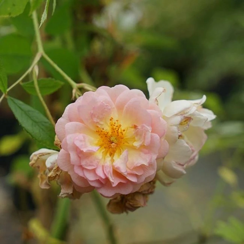 Rosier Ancien 'ghislaine De Féligonde' - Rosa 3l 3 Rosier Ancien 'ghislaine De Féligonde' - Rosa 3l – Image 3