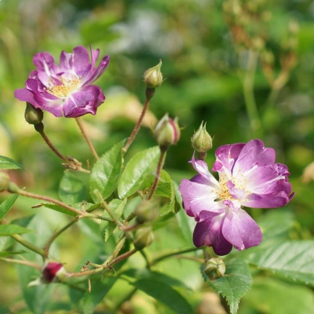 Rosier Grimpant 'veilchenblau' - Rosa Veilchenblau 3l 1 Rosier Grimpant 'veilchenblau' - Rosa Veilchenblau 3l