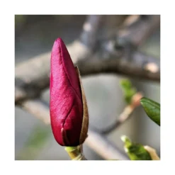 Magnolia à Fleurs De Lis Nigra/godet - 5/20 Cm 7 Magnolia à Fleurs De Lis Nigra/godet - 5/20 Cm -Jardalis Soldes Magasin 6450fef0c548d4.26703448