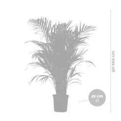 Dypsis Lutescens Incl. Panier Nea - Golden Palm - Facile D'entretien - ⌀21 Cm - ↕100-110 Cm -Jardalis Soldes Magasin 6450ff678064b8.94608831