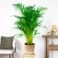 Dypsis Lutescens Incl. Panier Nea - Golden Palm - Facile D'entretien - ⌀21 Cm - ↕100-110 Cm -Jardalis Soldes Magasin 6450ff678d22a6.50524054