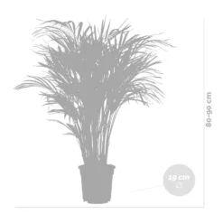 Dypsis Lutescens Incl. Panier En Jute - Gold Palm - ⌀20 Cm - ↕90-100 Cm 9 Dypsis Lutescens Incl. Panier En Jute - Gold Palm - ⌀20 Cm - ↕90-100 Cm -Jardalis Soldes Magasin 6450ff69317dd9.08054286