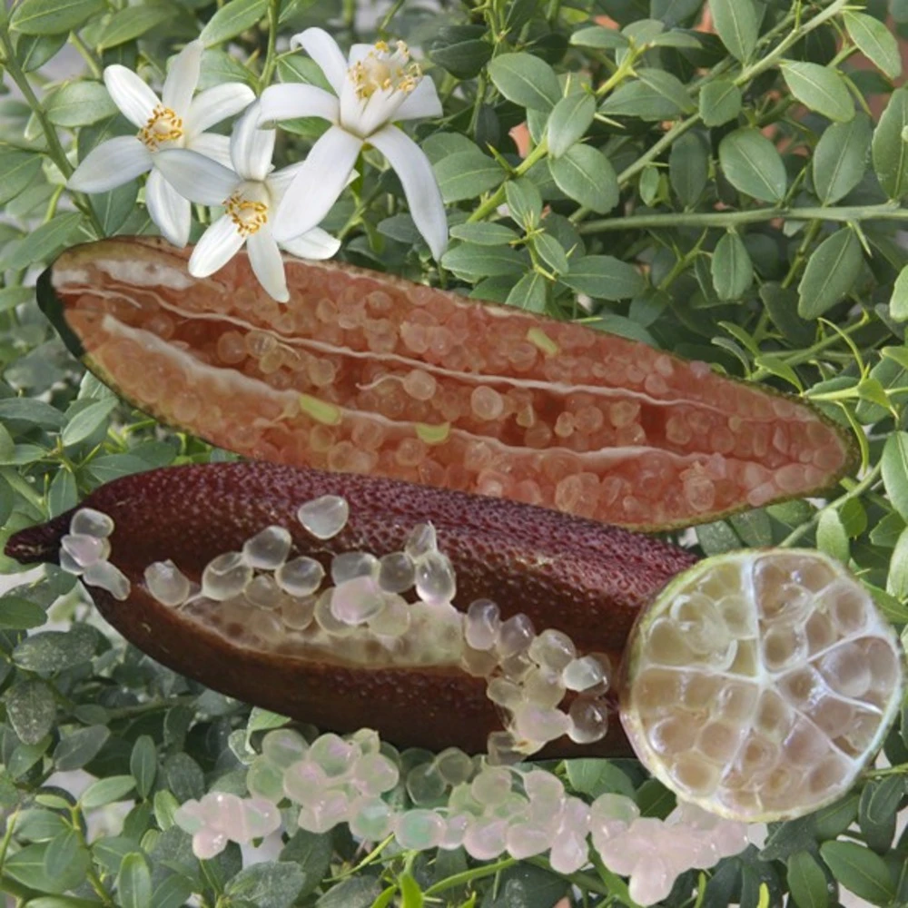 Citronnier Caviar Rose "citrus Australasica" Tailles:pot Rond De 5 Litres, Hauteur 60/80 Cm 1 Citronnier Caviar Rose "citrus Australasica" Tailles:pot Rond De 5 Litres, Hauteur 60/80 Cm