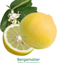 Bergamotier Tailles:pot De 35 Litres, Hauteur 160/180 Cm