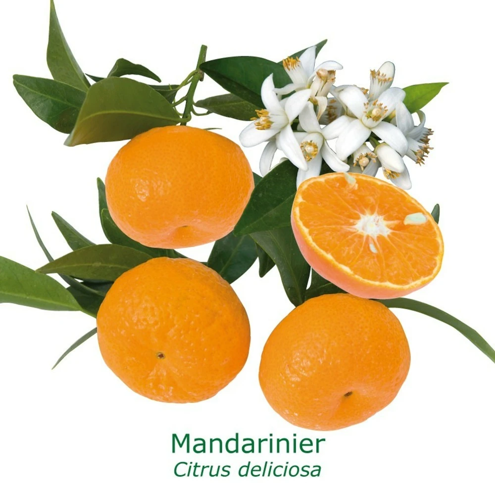 Mandarinier | Citrus Deliciosa Tailles:pot De 9 Litres, Hauteur 80/100 Cm 1 Mandarinier | Citrus Deliciosa Tailles:pot De 9 Litres, Hauteur 80/100 Cm