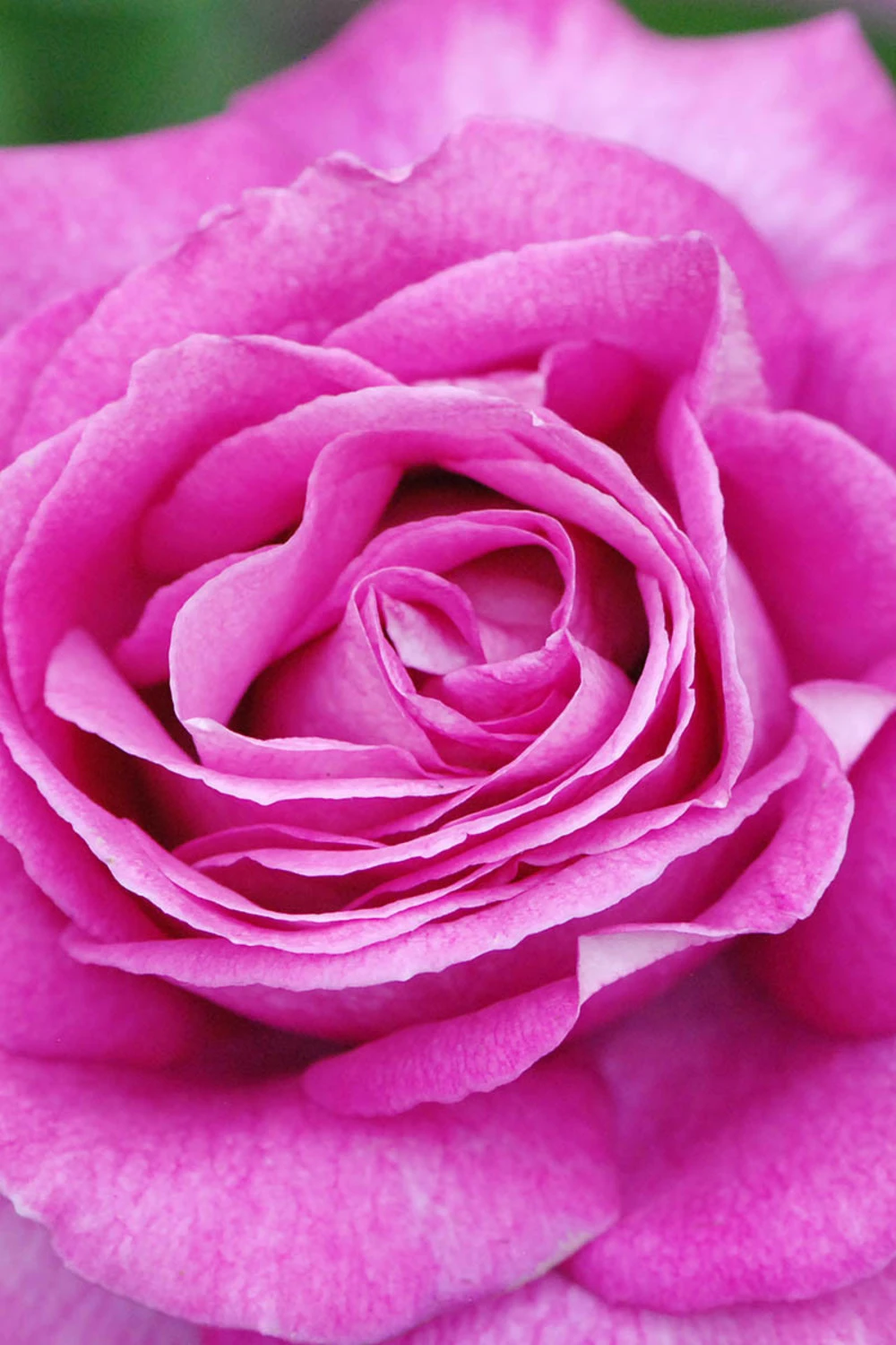 Rosier Parfuma 'catherine De Medicis' ? - 4l 1 Rosier Parfuma 'catherine De Medicis' ? - 4l