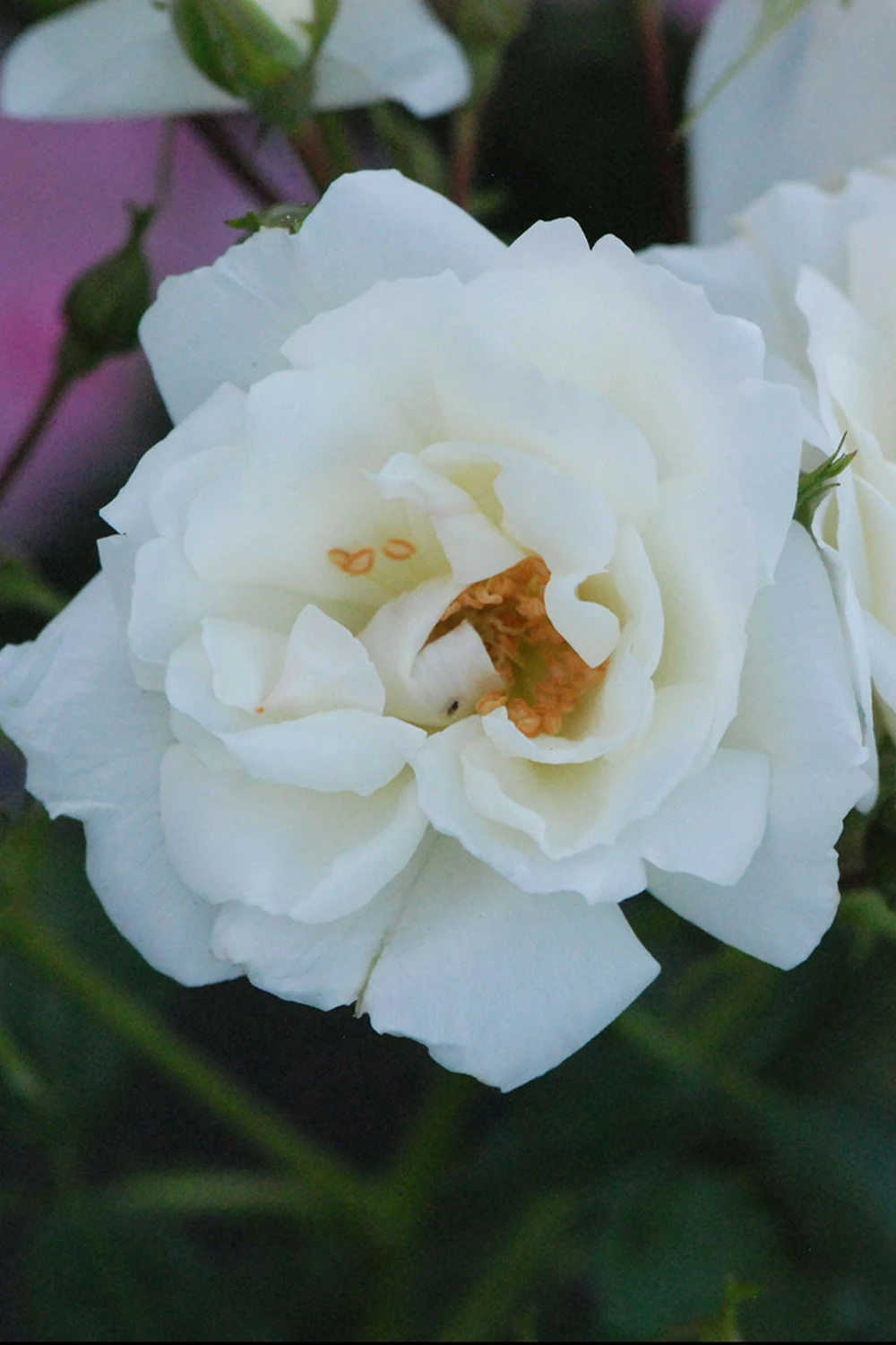 Rosier Décorosiers ? 'opalia ?' - 5l 1 Rosier Décorosiers ? 'opalia ?' - 5l