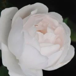 Rosier David Austin 'desdemona' ? - 5l