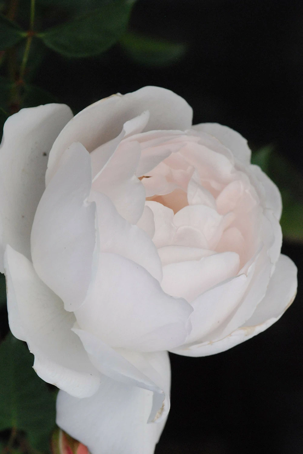 Rosier David Austin 'desdemona' ? - 5l 1 Rosier David Austin 'desdemona' ? - 5l