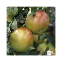 Pommier Cox Orange Pippin : Demi Tige Ctr 15 Litres -Jardalis Soldes Magasin 64580 004