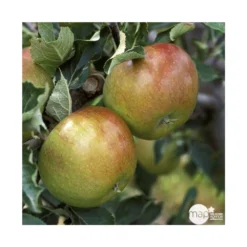 Pommier Cox Orange Pippin : Gobelet 3 Ans D'âg Ctr 12 Litres 7 Pommier Cox Orange Pippin : Gobelet 3 Ans D'âg Ctr 12 Litres -Jardalis Soldes Magasin 64581 005