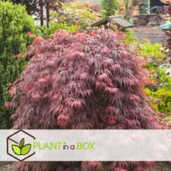 Acer Palmatum 'garnet' - Set De 2 - Erable - Pot 19cm - Hauteur 60-70cm 8 Acer Palmatum 'garnet' - Set De 2 - Erable - Pot 19cm - Hauteur 60-70cm -Jardalis Soldes Magasin 64594fca26f953.48731481