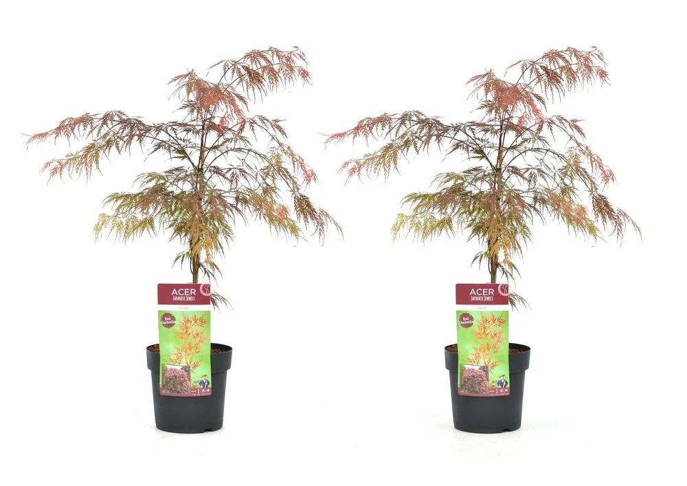 Acer Palmatum 'garnet' - Set De 2 - Erable - Pot 19cm - Hauteur 60-70cm 1 Acer Palmatum 'garnet' - Set De 2 - Erable - Pot 19cm - Hauteur 60-70cm