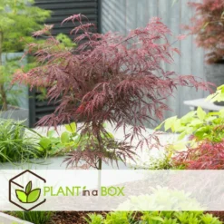 Acer Palmatum 'garnet' - Set De 2 - Erable - Pot 19cm - Hauteur 60-70cm 9 Acer Palmatum 'garnet' - Set De 2 - Erable - Pot 19cm - Hauteur 60-70cm -Jardalis Soldes Magasin 64594fca4b0651.02108510
