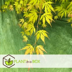 Erable Japonais 'orange Lace' - Set De 2 - Erable - Pot 19 - Hauteur 60-70cm 8 Erable Japonais 'orange Lace' - Set De 2 - Erable - Pot 19 - Hauteur 60-70cm -Jardalis Soldes Magasin 64594fd92ff2b0.67518558