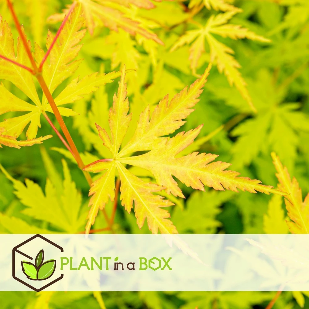 Erable Japonais 'orange Lace' - Set De 2 - Erable - Pot 19 - Hauteur 60-70cm 2 Erable Japonais 'orange Lace' - Set De 2 - Erable - Pot 19 - Hauteur 60-70cm – Image 2