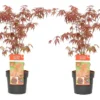 Acer Palmatum 'atropurpureum' - Set De 2 - Erable - Pot 19cm - Hauteur 60-70cm