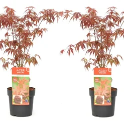 Acer Palmatum 'atropurpureum' - Set De 2 - Erable - Pot 19cm - Hauteur 60-70cm