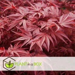 Acer Palmatum 'atropurpureum' - Set De 2 - Erable - Pot 19cm - Hauteur 60-70cm -Jardalis Soldes Magasin 64594fdc8bb888.54159068