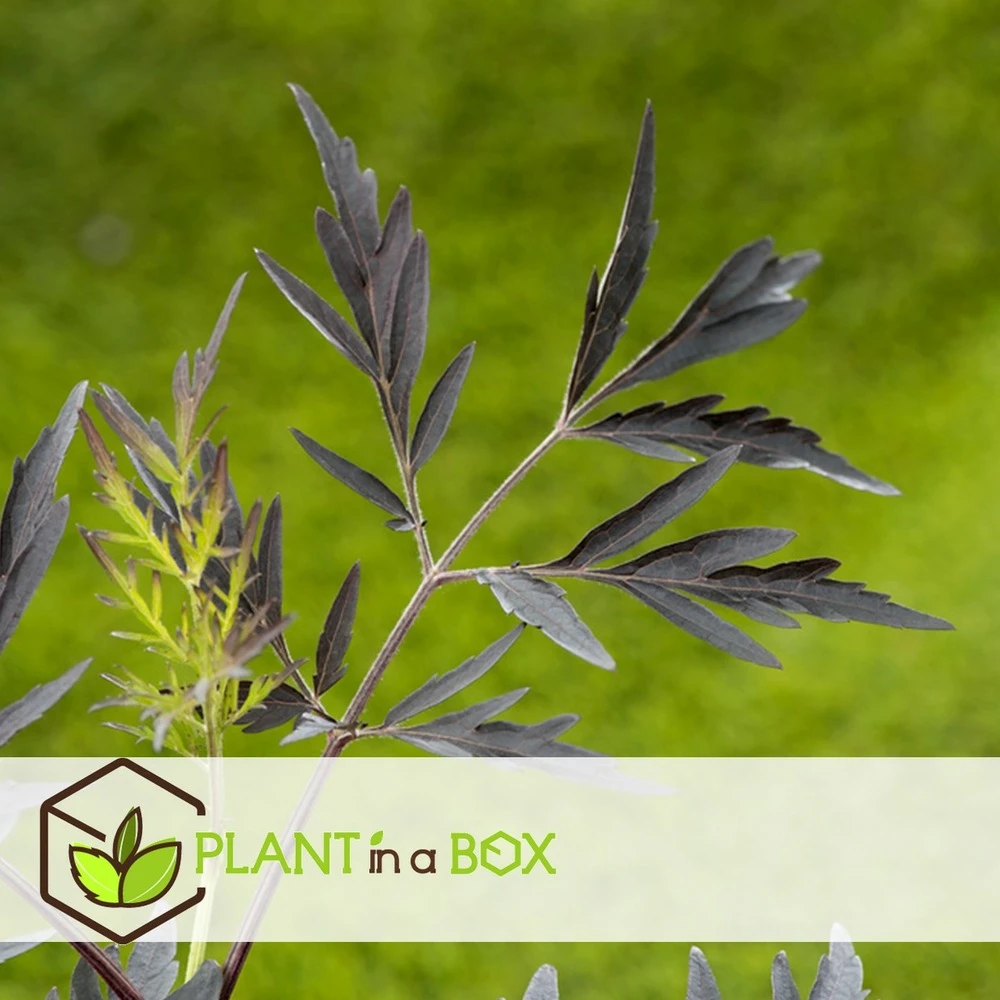 Sambucus Nigra 'black Lace' - Set De 4 - Pot 17cm - Hauteur 25-40cm 2 Sambucus Nigra 'black Lace' - Set De 4 - Pot 17cm - Hauteur 25-40cm – Image 2