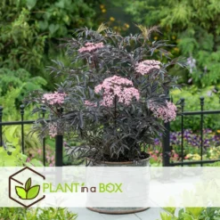 Sambucus Nigra 'black Lace' - Set De 4 - Pot 17cm - Hauteur 25-40cm 8 Sambucus Nigra 'black Lace' - Set De 4 - Pot 17cm - Hauteur 25-40cm -Jardalis Soldes Magasin 64594fe017ff58.54905189