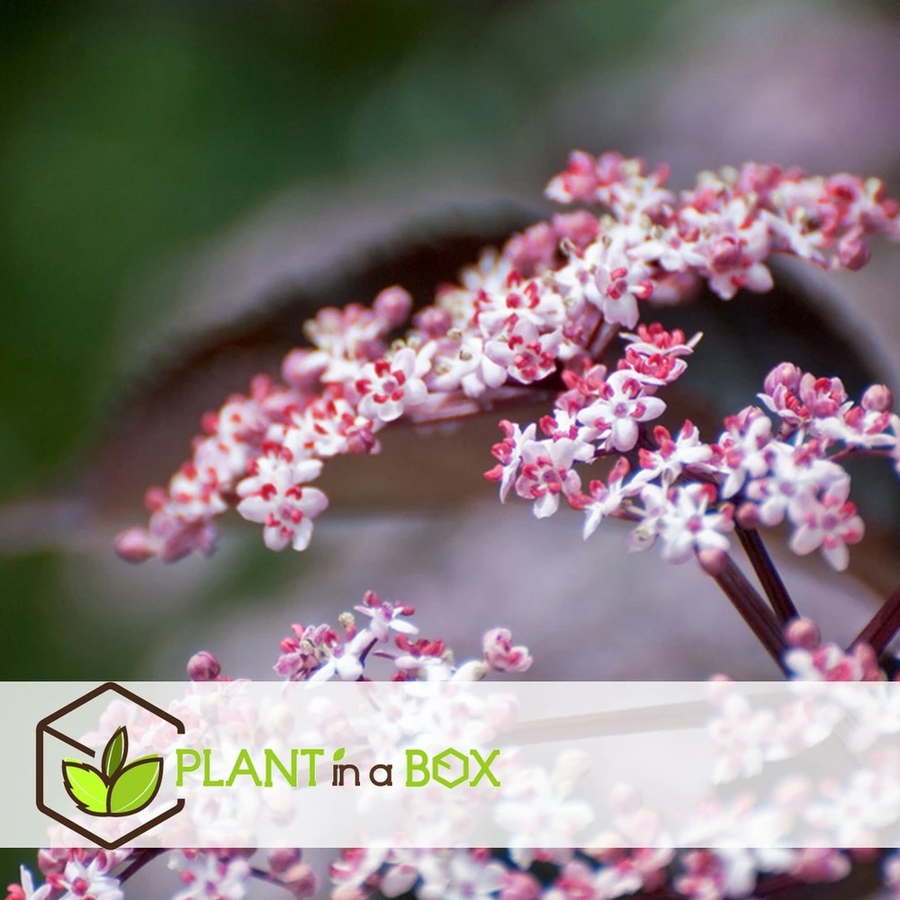 Sambucus Nigra 'black Lace' - Set De 4 - Pot 17cm - Hauteur 25-40cm 3 Sambucus Nigra 'black Lace' - Set De 4 - Pot 17cm - Hauteur 25-40cm – Image 3