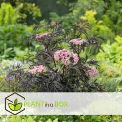 Sambucus Nigra 'black Lace' - Set De 4 - Pot 17cm - Hauteur 25-40cm 9 Sambucus Nigra 'black Lace' - Set De 4 - Pot 17cm - Hauteur 25-40cm -Jardalis Soldes Magasin 64594fe03806c9.54643939