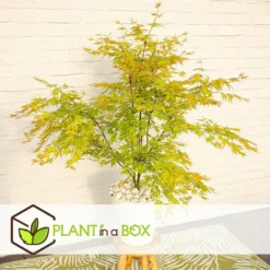 Érable Du Japon 'orange Lace' - érable Du Japon - Pot 19 - Hauteur 60-70cm 7 Érable Du Japon 'orange Lace' - érable Du Japon - Pot 19 - Hauteur 60-70cm -Jardalis Soldes Magasin 64594fe37d6034.25635926