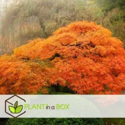 Érable Du Japon 'orange Lace' - érable Du Japon - Pot 19 - Hauteur 60-70cm 9 Érable Du Japon 'orange Lace' - érable Du Japon - Pot 19 - Hauteur 60-70cm -Jardalis Soldes Magasin 64594fe398ecf4.82427058